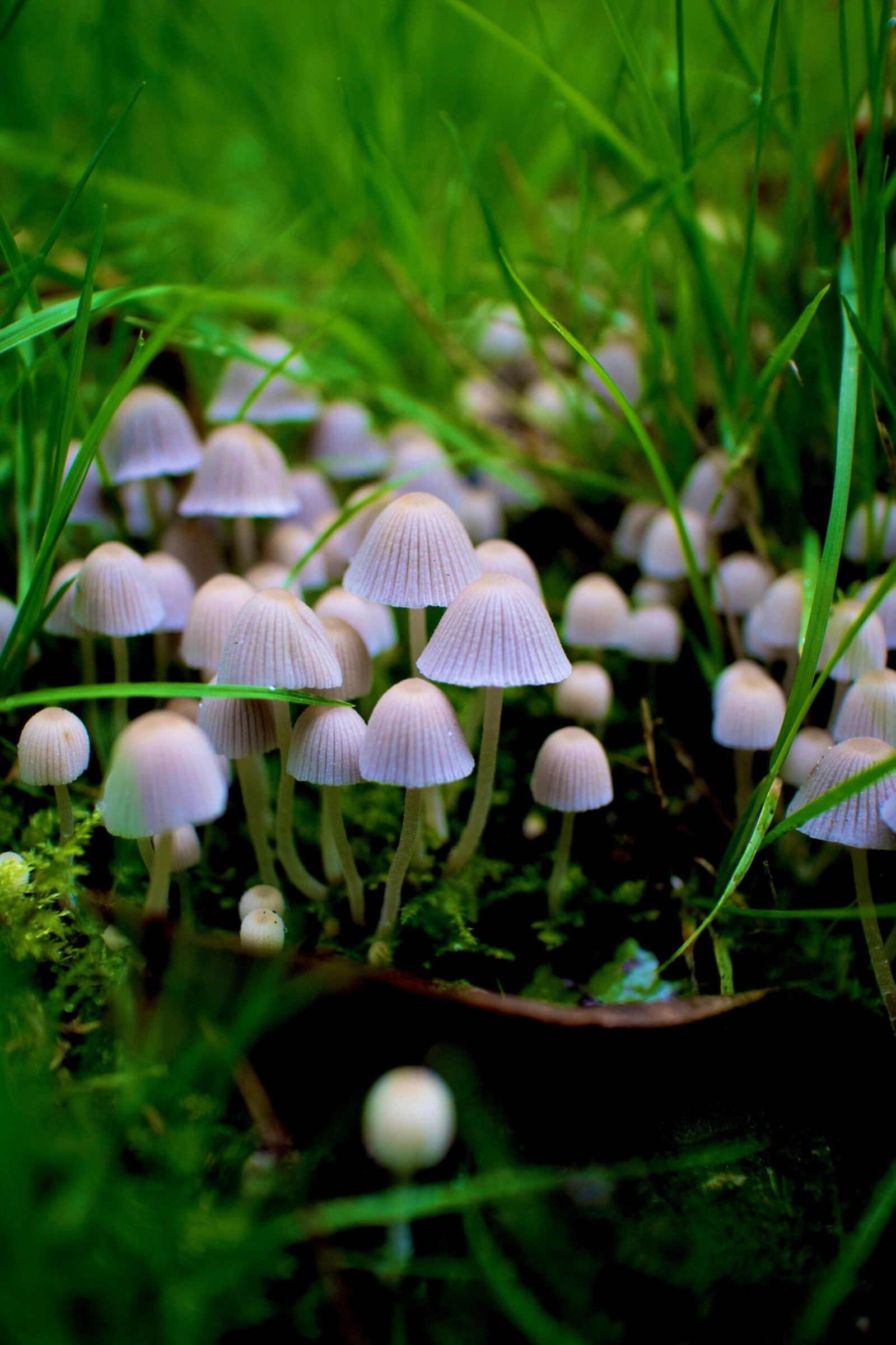 white mushrooms in tilt shift lens