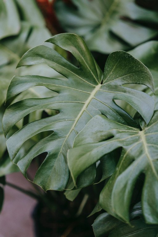 The Comprehensive Guide to Managing Bacterial Leaf Spot on Monstera Plants
