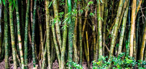 Caring for Bamboo Plants in Pots: The Comprehensive Guide