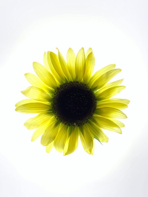 Multi-Headed Sunflower Varieties
