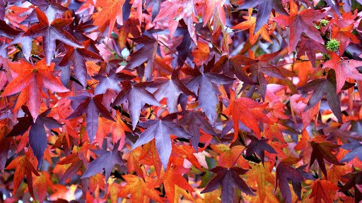 The Enchanting World of Colorful Maple Trees: A Guide to Nature's Autumn Artistry