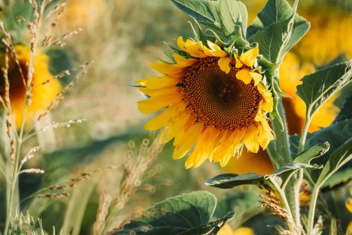 How to Ensure Your Sunflowers Bloom Spectacularly: A Detailed Gardening Guide