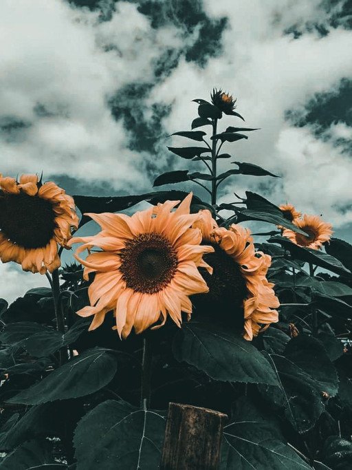 Sunflower Bloom Tips