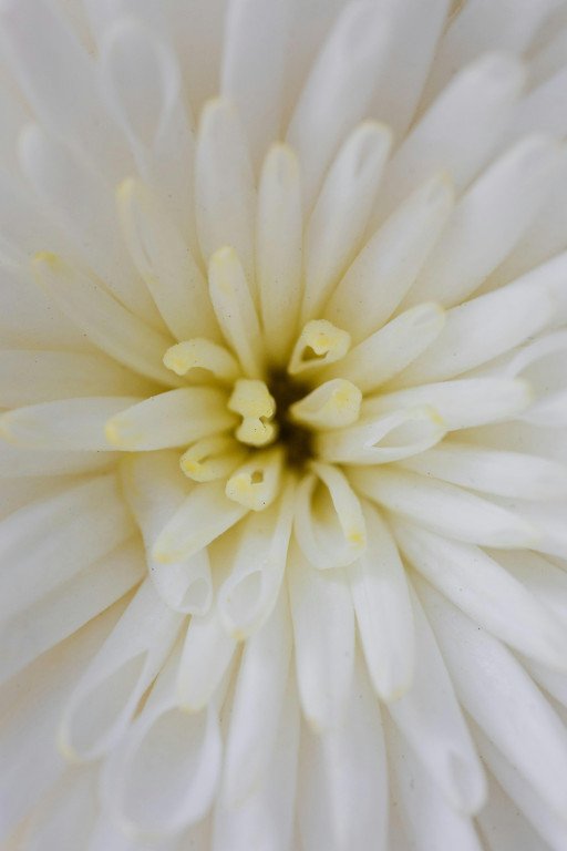 Chrysanthemum Photography and Cultivation Tips