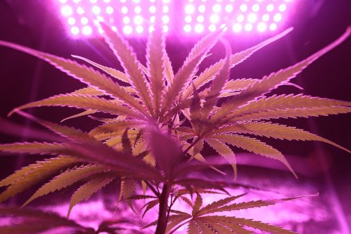 The Comprehensive Guide to Heat Lights for Plants: Enhancing Growth and Vitality