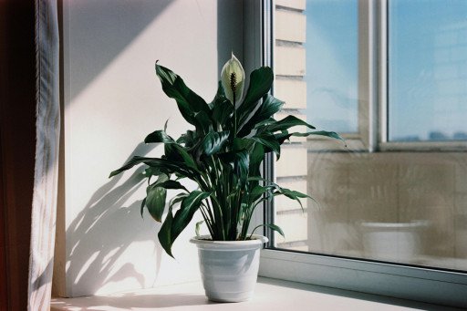The Ultimate Guide to Choosing the Best Pot for Your Peace Lily