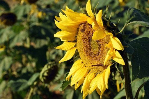Procut Plum Sunflower: The Vibrant and Hardy Choice for Gardeners